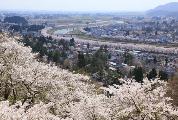 桧木内川堤の桜
