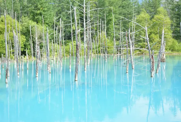 青い池の写真・動画_image_924523