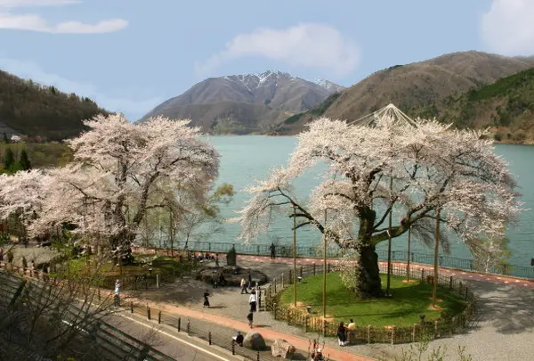 荘川桜　岐阜　高山