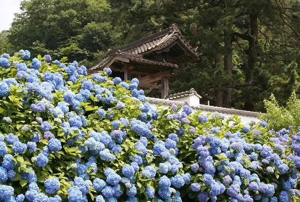 高月院　アジサイ