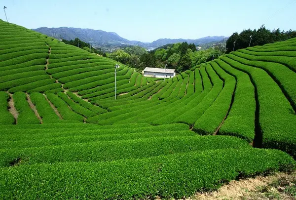 宇治茶の郷　和束の茶畑の写真・動画_image_73785