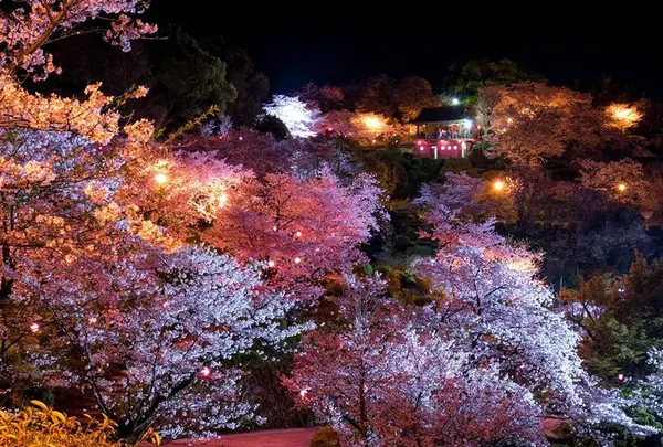 夜桜にうっとり♪