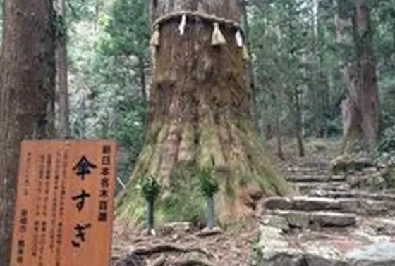 新日本名木百選「傘杉」