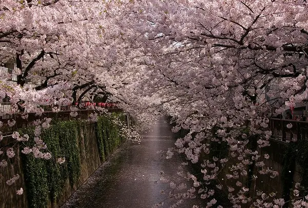 やはり目黒川の桜並木