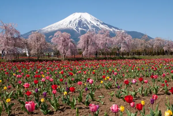 山中湖花の都公園