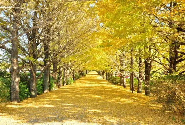 11月  国営昭和記念公園