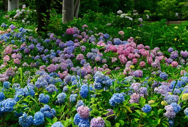 6月　郷土の森公園　紫陽花