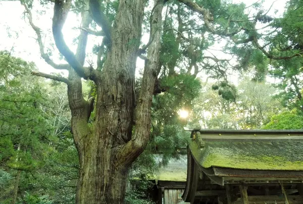 若狭姫神社の写真・動画_image_130782