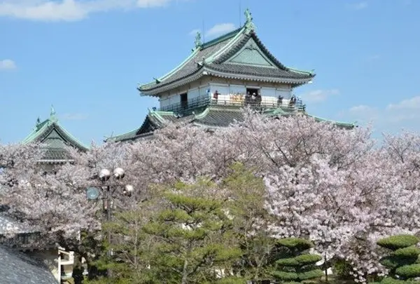 和歌城公園　桜