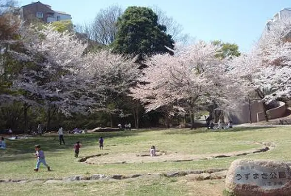 4月　南大沢うずまき公園　桜