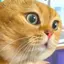 catlove0515