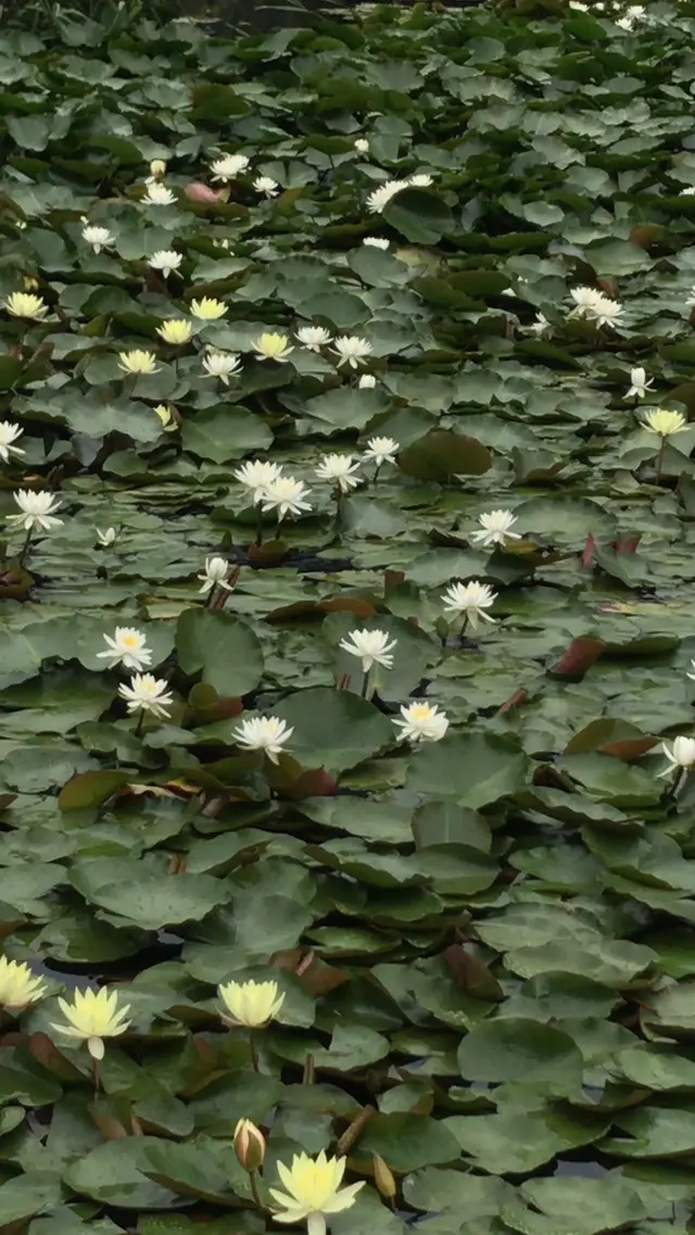 みなと公園