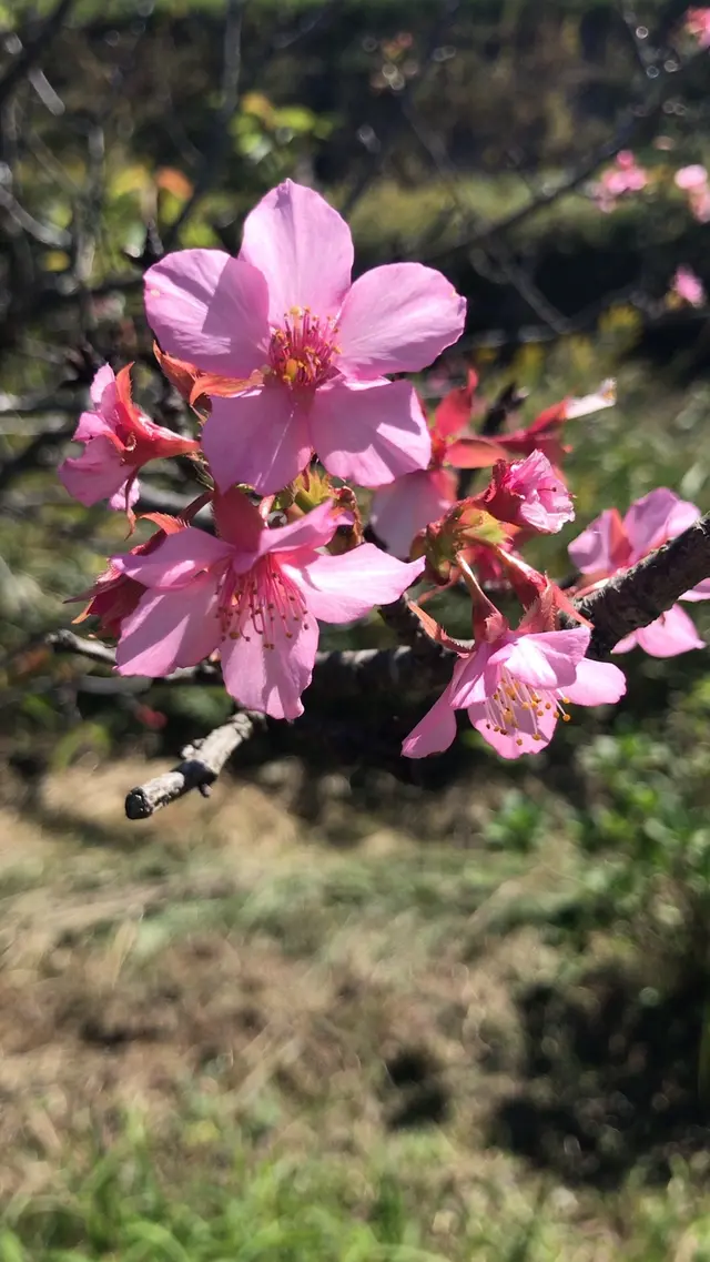 村田川