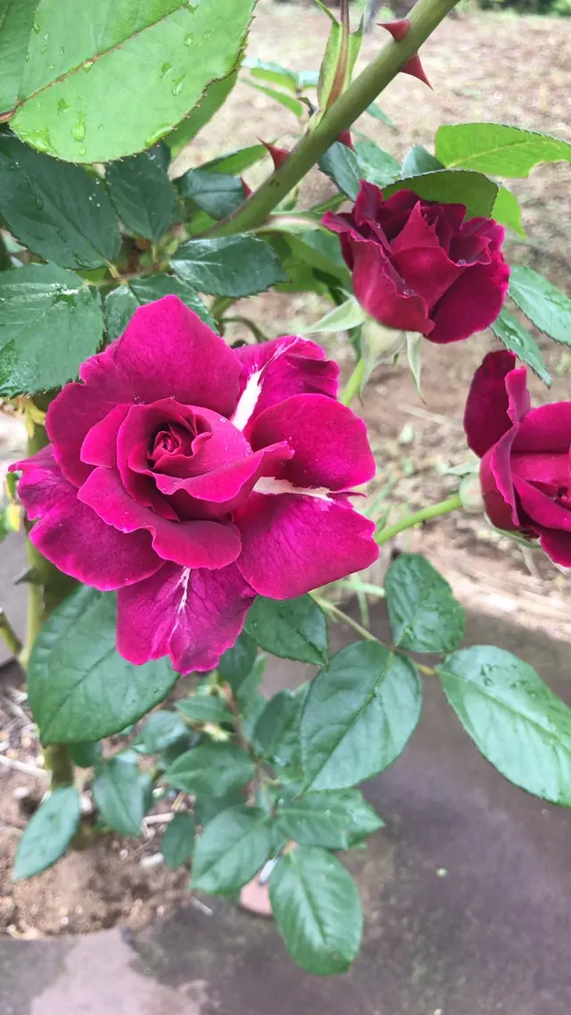 千葉市都市緑化植物園