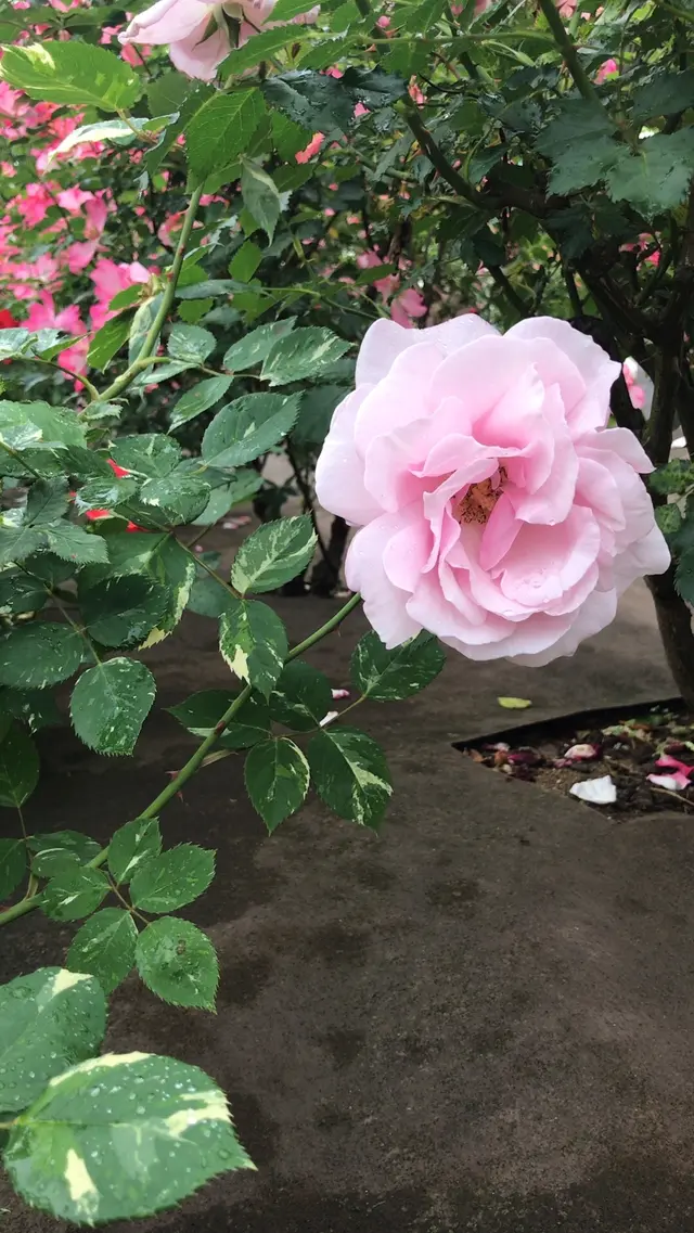 千葉市都市緑化植物園