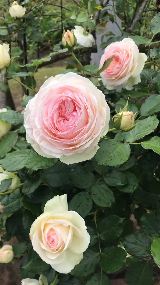 千葉市都市緑化植物園