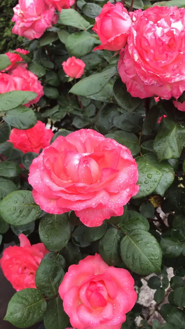 千葉市都市緑化植物園