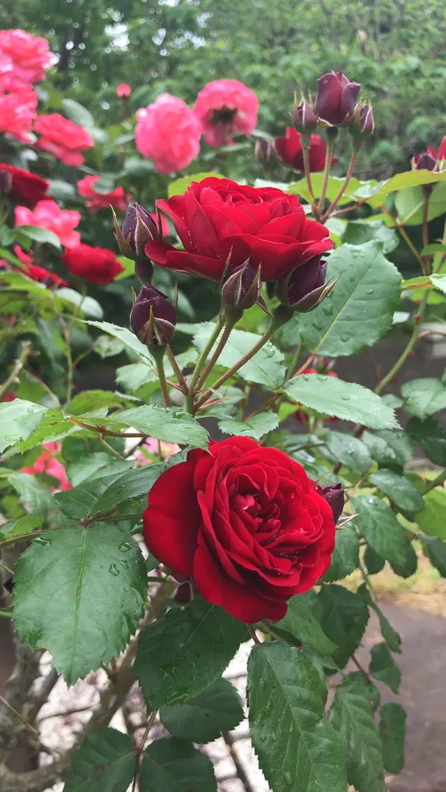 千葉市都市緑化植物園