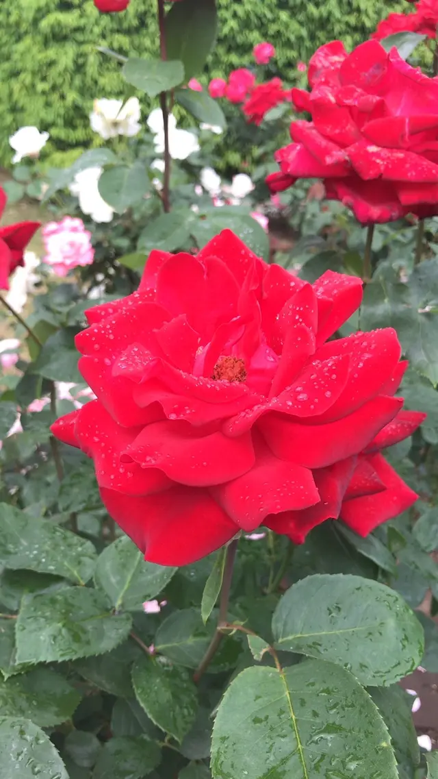 千葉市都市緑化植物園