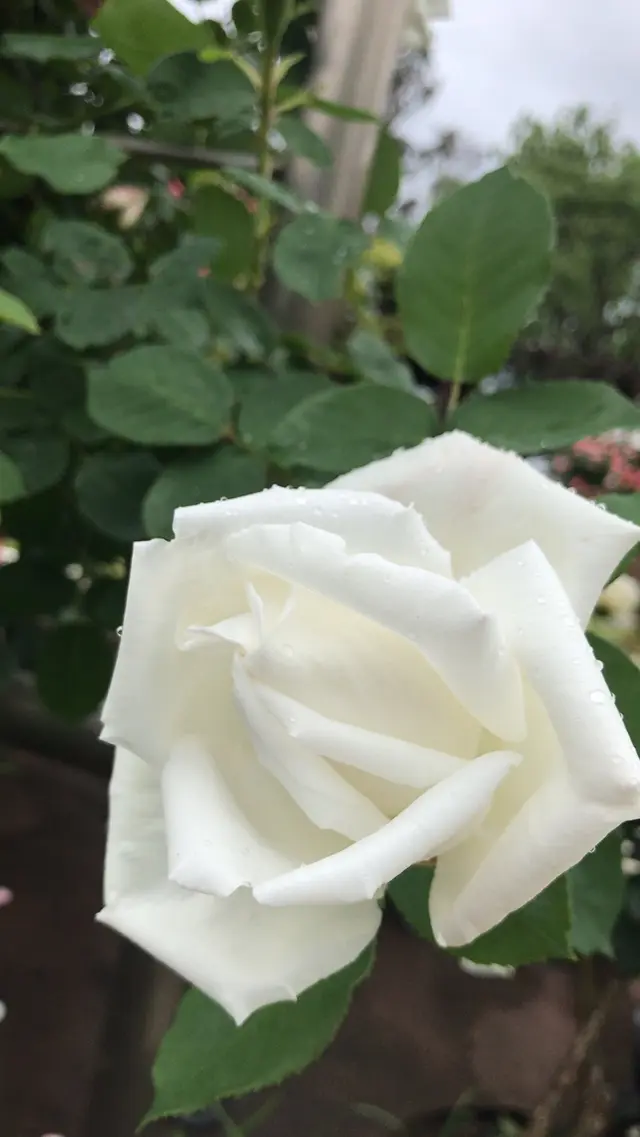 千葉市都市緑化植物園