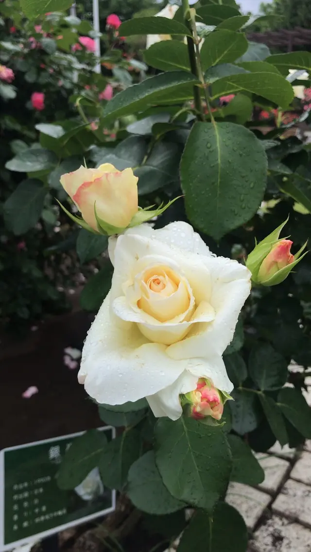 千葉市都市緑化植物園