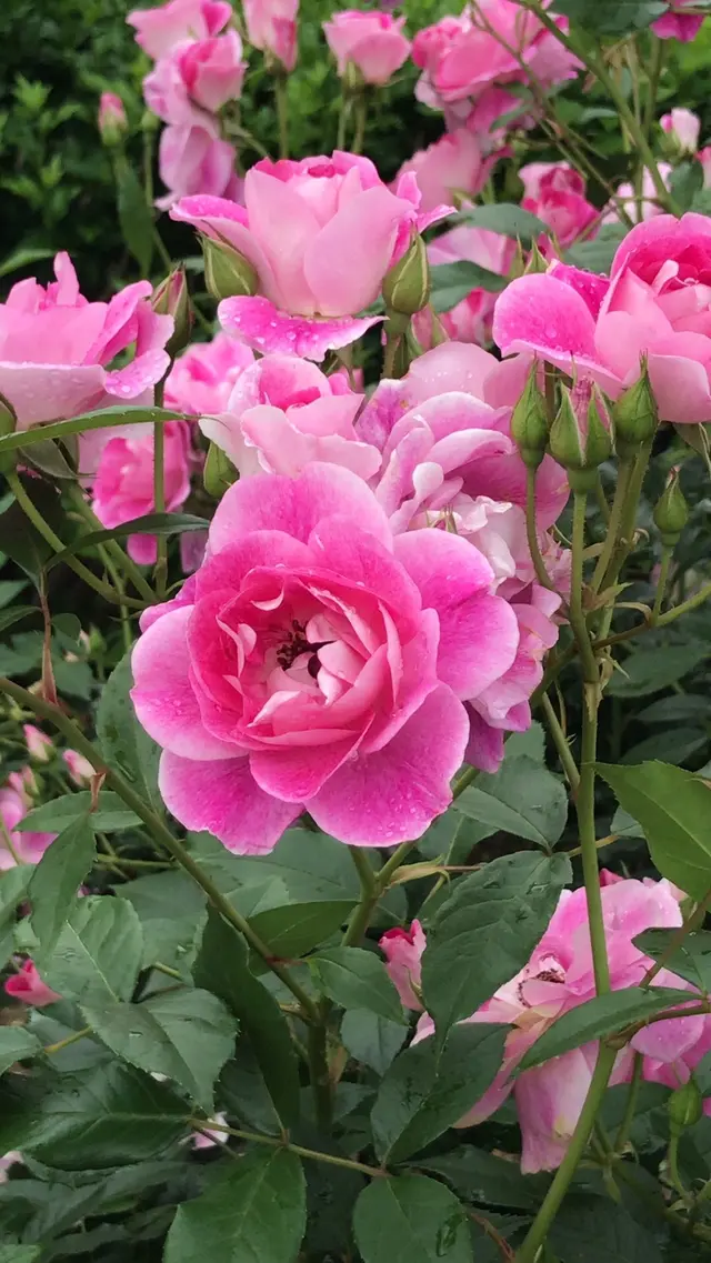 千葉市都市緑化植物園