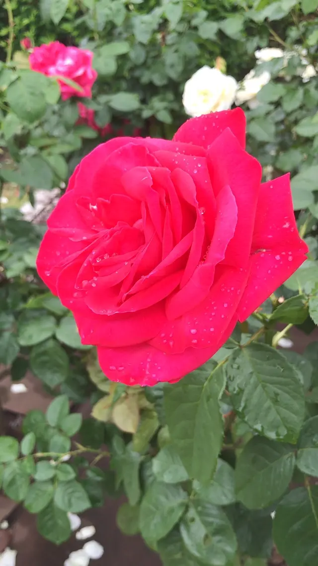 千葉市都市緑化植物園