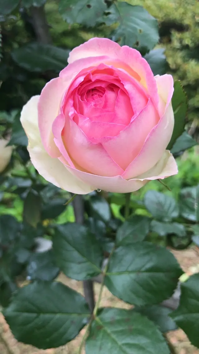 千葉市都市緑化植物園