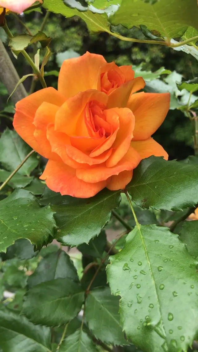 千葉市都市緑化植物園