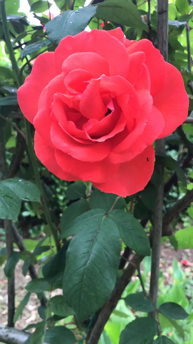千葉市都市緑化植物園