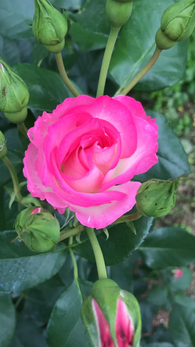 千葉市都市緑化植物園