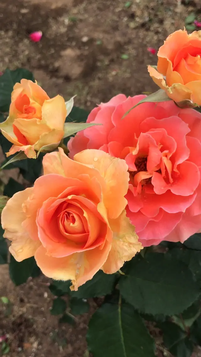 千葉市都市緑化植物園