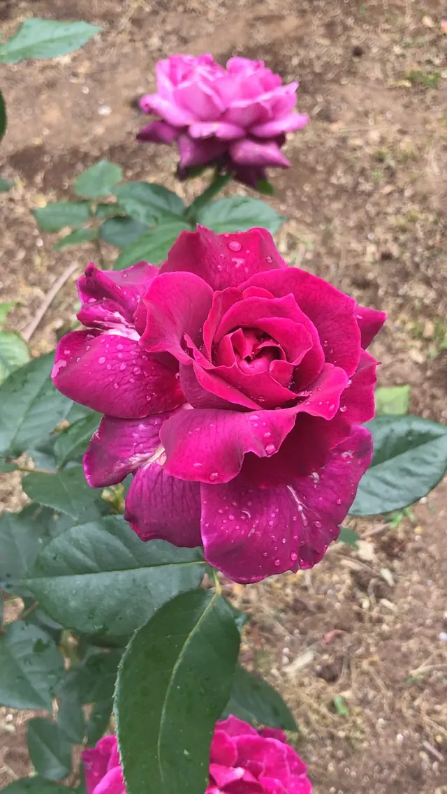 千葉市都市緑化植物園