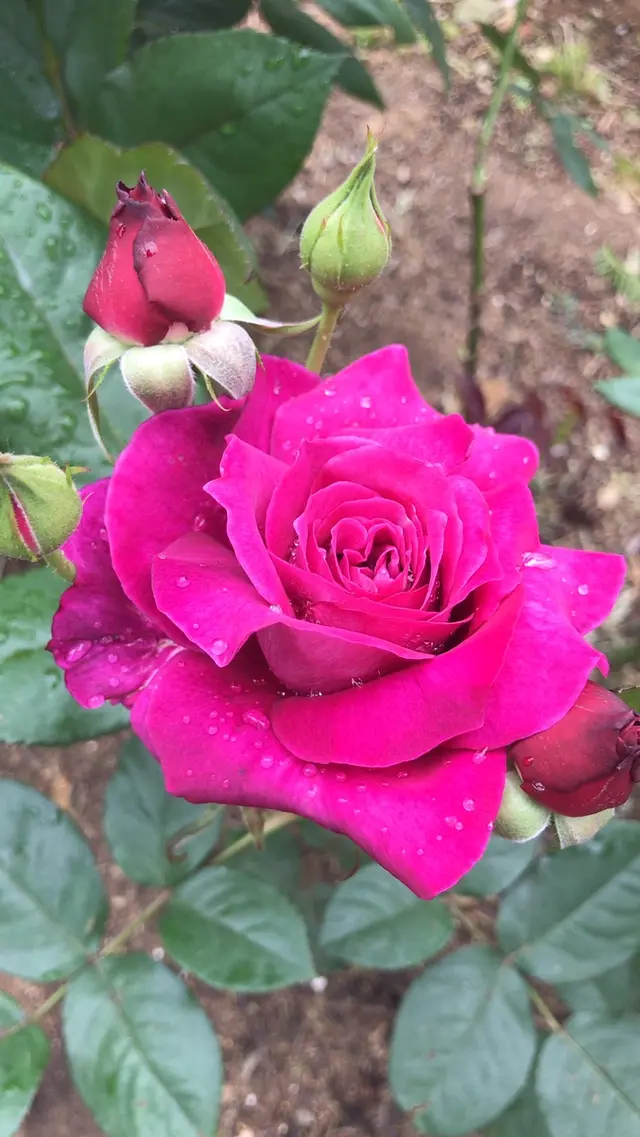 千葉市都市緑化植物園