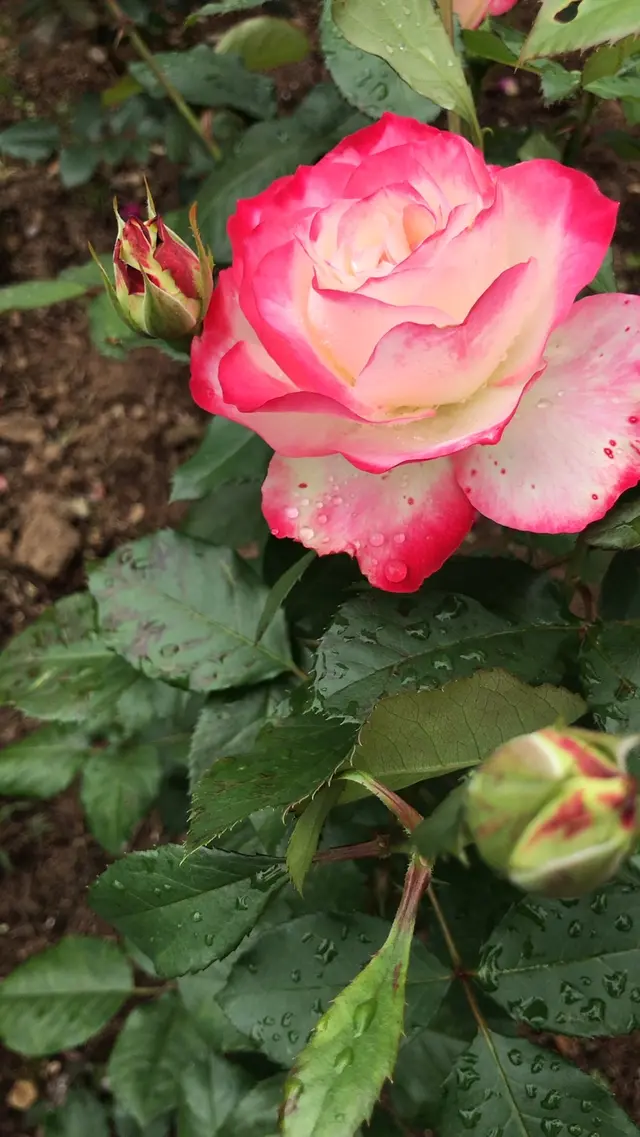 千葉市都市緑化植物園