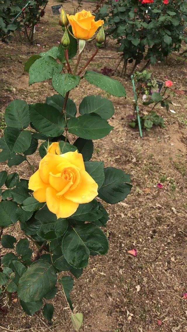 千葉市都市緑化植物園