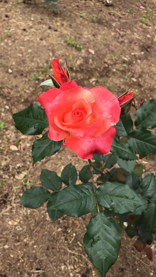 千葉市都市緑化植物園