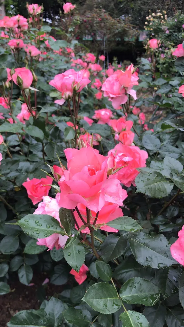 千葉市都市緑化植物園