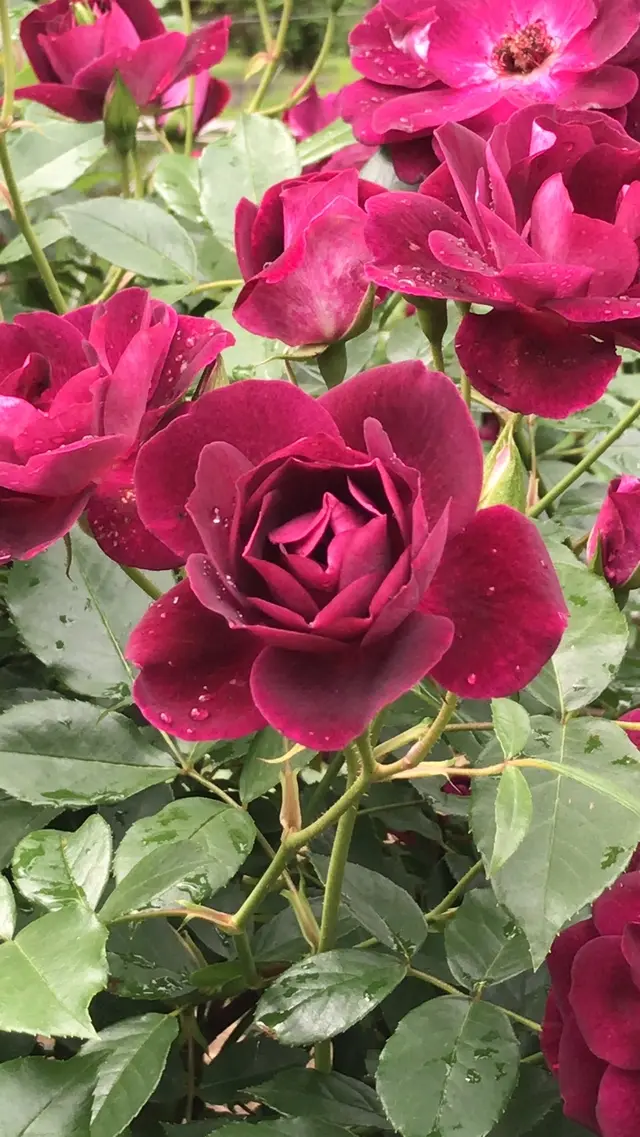 千葉市都市緑化植物園