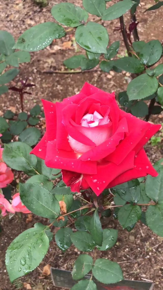 千葉市都市緑化植物園