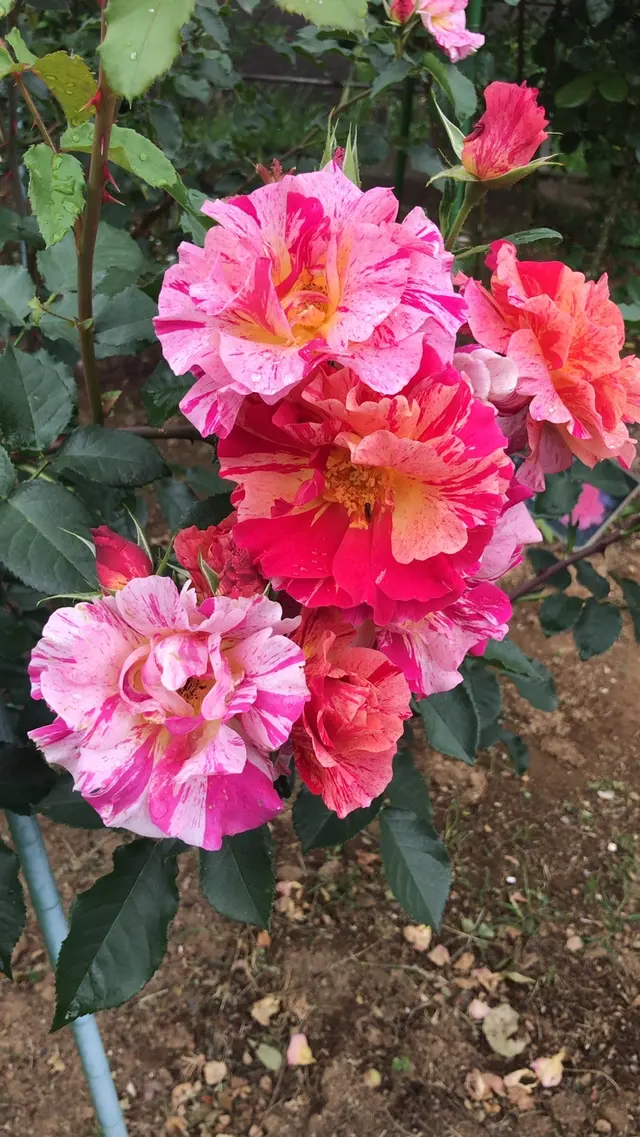 千葉市都市緑化植物園