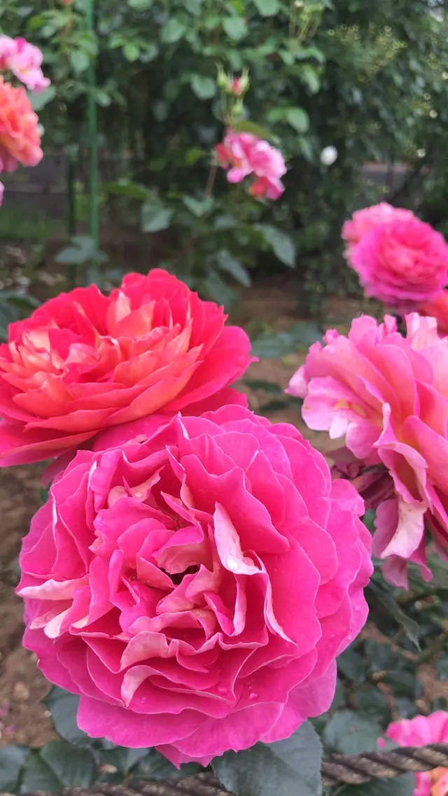 千葉市都市緑化植物園