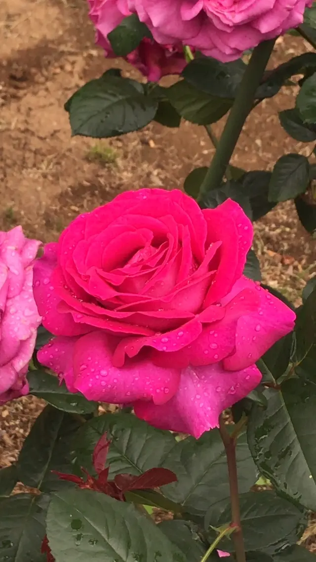 千葉市都市緑化植物園