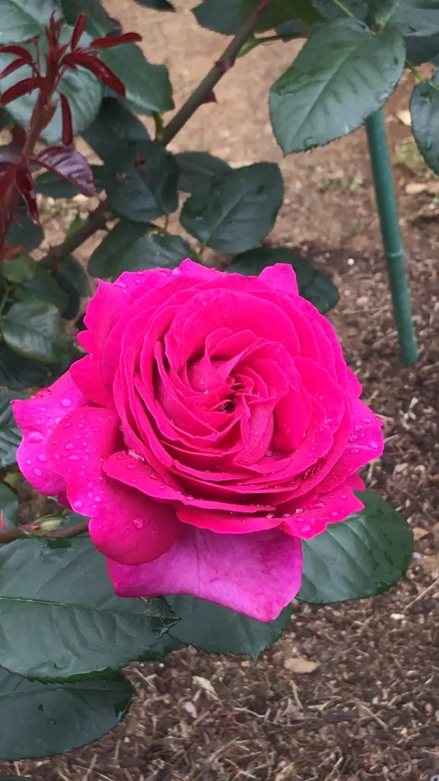 千葉市都市緑化植物園