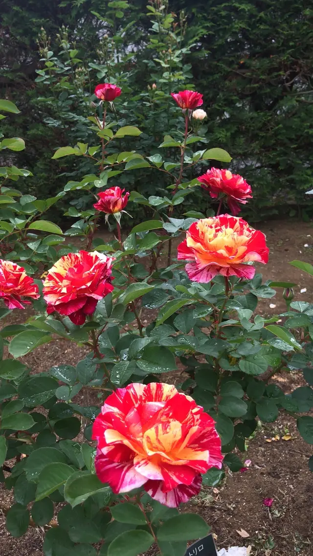千葉市都市緑化植物園