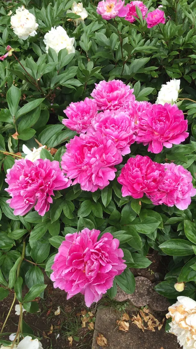 千葉市都市緑化植物園