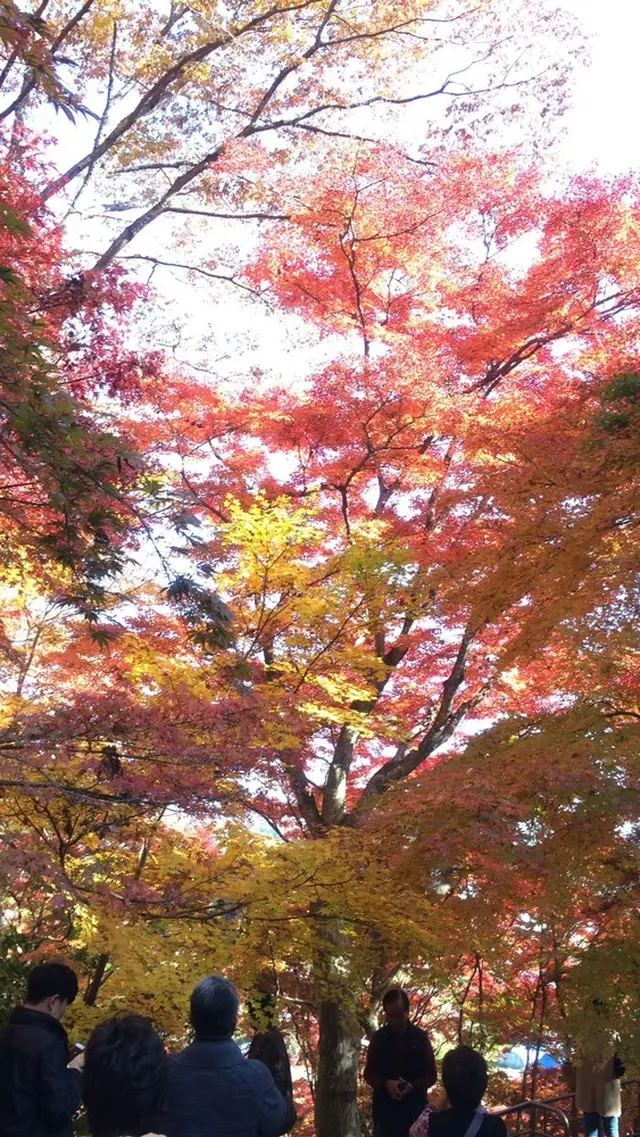 永源寺（もみじ寺）