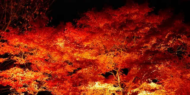 ［神奈川］ 紅葉をゆっくり楽しめる隠れスポット♪