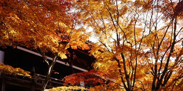 秋の紅葉・東条湖ぐるり一周の旅