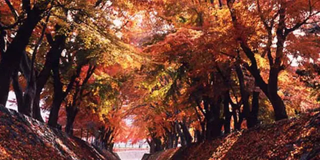 🍁紅葉狩り🚗河口湖と浅間神社⛩